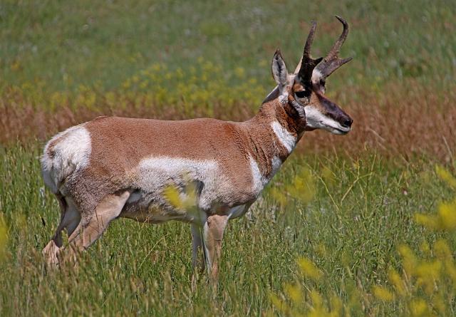 134 custer state park, pronghorn.JPG